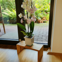 Zebra Fussbank  Esche 1717