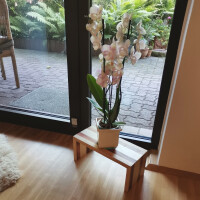 Zebra Fussbank  Esche 22